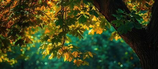 Poster - Tree with green and yellow leaves creates a summery copy space image, perfect for a wallpaper.