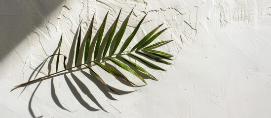 Wall Mural - A single palm leaf's shadow casts on a white wall background with ample room for copy space image.