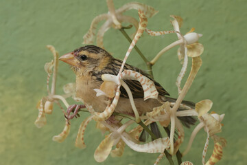 Wall Mural - A streaked weaver bird is looking for food in the scorpion orchid flowers. This beautiful bird has the scientific name Ploceus manyar.