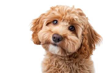 Wall Mural - Labradoodle dog puppy mammal animal poodle.