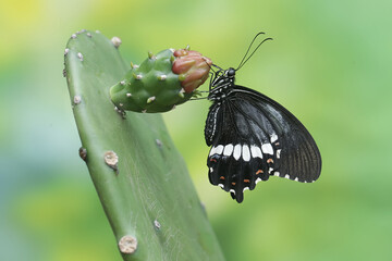 Wall Mural - A common mormon butterfly is sucking the nectar of a wild cactus flower. This beautiful insect has the scientific name Papilio polytes.
