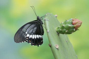 Wall Mural - A common mormon butterfly is sucking the nectar of a wild cactus flower. This beautiful insect has the scientific name Papilio polytes.
