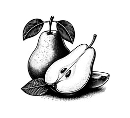 Wall Mural - Pear fruit hand drawn vector vintage illustration