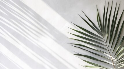 Wall Mural - Tropical palm leaf shadow on white wall background. Copy space