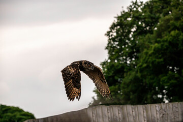 owl in flight