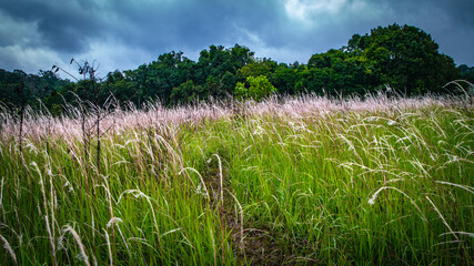 Both sides of the road leading to the Nong Phak Chi Animal Watching Hall are filled with beautiful white grass flowers at Nong Phak Chi, Khao Yai National Park, Thailand.