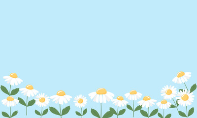 Sticker - Daisy flower with green leaves on blue background vector.