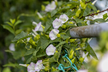 Wall Mural - Convolvulus. Species of flowering plants . Common names include bindweed and morning glory