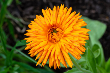 Wall Mural - Calendula officinalis 'Orange King' an orange springtime summer annual double flower plant commonly known as pot marigold, stock photo image