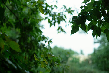 Green tree canopy, leaf frame, background of heavy torrential rain.