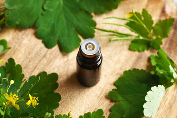 Wall Mural - Greater celandine or tetterwort tincture in a brown bottle with fresh blooming Chelidonium majus plant
