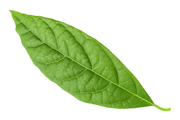 leaf of avocado isolated on white background. top view. flat lay