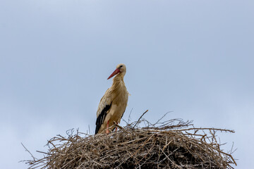 Nesting white storks in Portugal