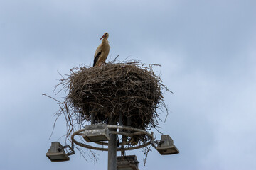 Nesting white storks in Portugal