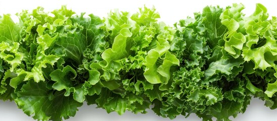 Close-Up of Fresh Green Lettuce
