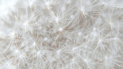 Wall Mural - Macro photo of a large white dandelion. depth of field of flowers Abstract nature background