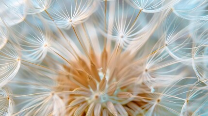 Wall Mural - Macro photo of a large white dandelion. depth of field of flowers Abstract nature background