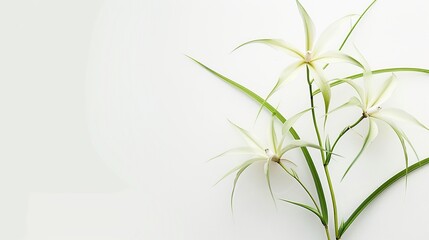 Wall Mural - White Spider Plant Flowers on White Background