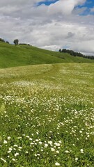 Wall Mural - Vertical video of Altai rural country road among chamomile meadow fields under blue sky and clouds.