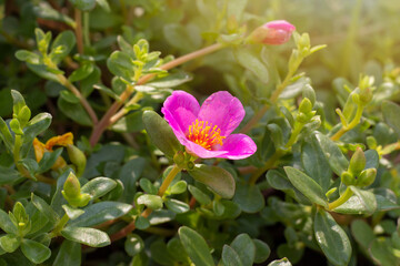 Wall Mural - Beautiful pink portulaca flower bloom in garden with sunlight in the morning.