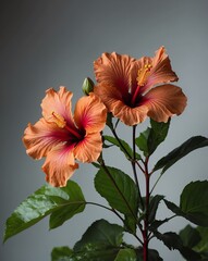 Wall Mural - hibiscus flowers on branch on plain background for banner with copy space