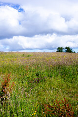 Canvas Print - field and blue sky