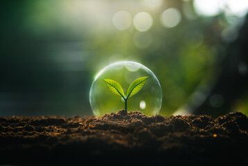 Nature conservation concept, young tree growing in a glass ball on the ground and nature background