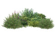 © Link Parker - Green garden bushes cut out on white