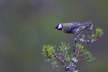 Wall Mural - Great Tit (Parus major) perched on a branch in the highlands of Scotland      