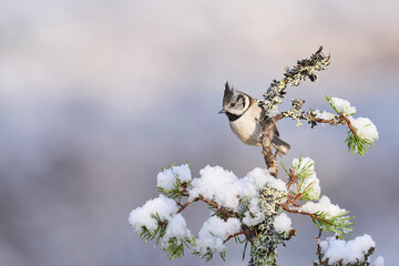 Wall Mural - Crested Tit (Lophophanes cristatus) perched on a snow covered branch in the highlands of Scotland