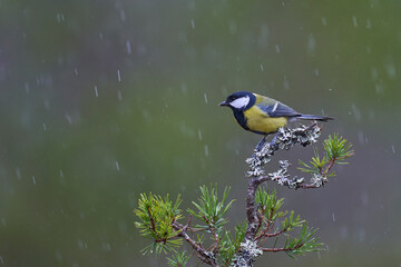 Wall Mural - Great Tit (Parus major) perched on a branch in the highlands of Scotland      