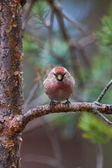 Wall Mural - Common Redpoll (Acanthis flammea) perched on a branch in the highlands of Scotland