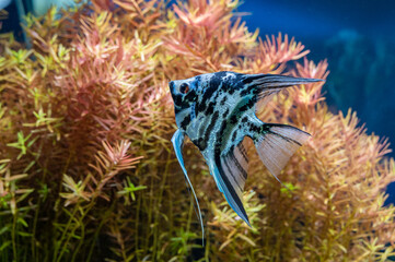 Canvas Print - Blue marbled angelfish in a tropical freshwater aquarium.
