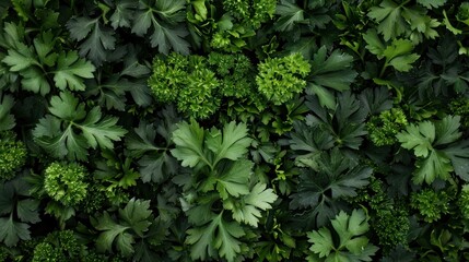 Vibrant Green Parsley: A Lush and Aromatic Background