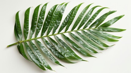 Poster - Beautiful lush tropical leaf isolated on white