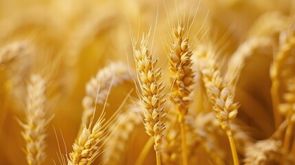 Wall Mural - Close up of a yellow wheat spike in a field