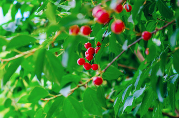 Wall Mural - Shiny red cherries on tree with green leaves. Bright summer berries background. Organic food. Blur.