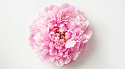Poster - Pink peony blossom on white background Overhead perspective Flat lay design