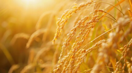 Poster - A field of golden rice with the sun shining on it