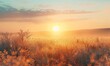 Golden Sunrise Over Dew-Covered Grass - A Clear Wheater Scene with The Sun Rays