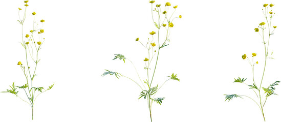 Sticker - Ranunculus plant 4k png cutout isolate