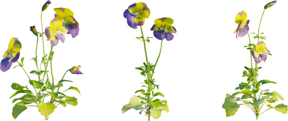 Poster - Viola tricolor plant 4k png cutout isolate