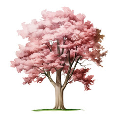 Wall Mural - pink blossom tree watercolor isolated on transparent background cutout