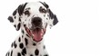 © PalaG - Happy Dalmatian Dog with Wagging Tail on White Background