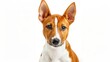 © PalaG - Curious Basenji Dog with Perked Ears on White Background