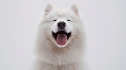 Wall Mural - Happy Samoyed Dog with Bright Expression on White Background