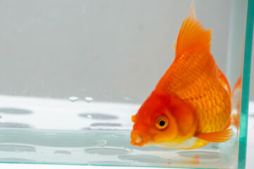 Wall Mural - Oranda goldfish in aquarium fish tank close up