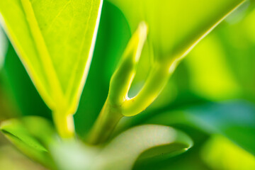 Wall Mural - Natural plant green leaf in garden with bokeh background