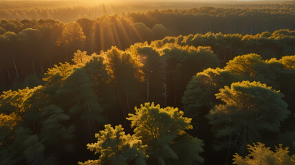 Wall Mural - Aerial shot of a forest canopy at sunset, with the golden light highlighting the treetops and casting a warm glow over the landscape