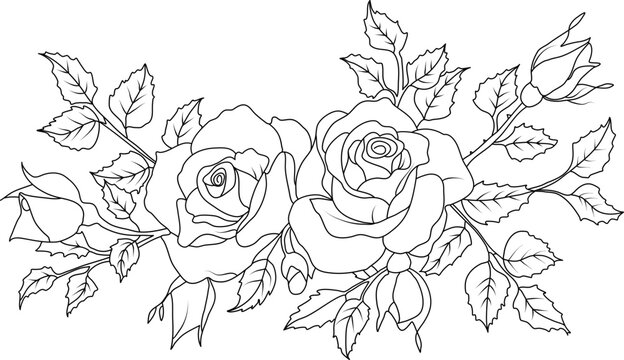 Rose flowers line art illustration